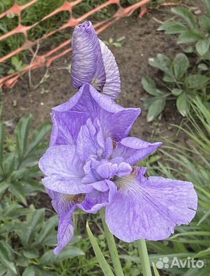 Ирисы Кито-но-Сейза, лилейники