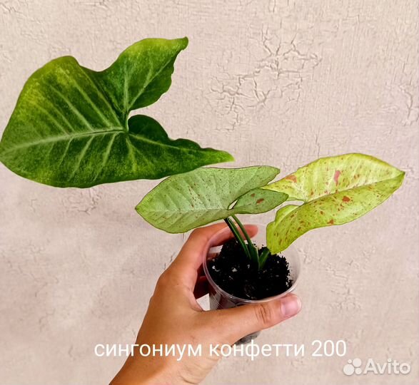 Сингониум конфетти