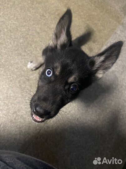 Щенок в самые добрые руки