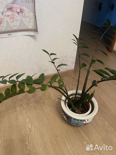 Замиокулькас зензи