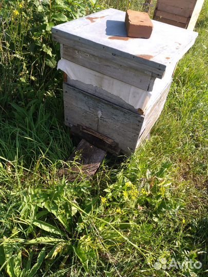 Улей с пчелами