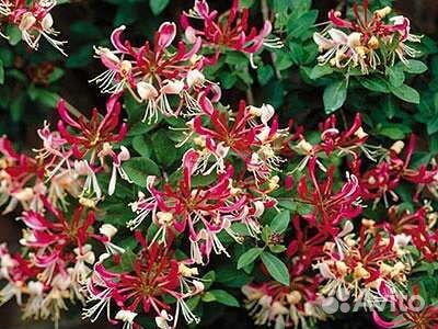 Жимолость черенки на срез