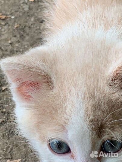 Кошки в добрые руки