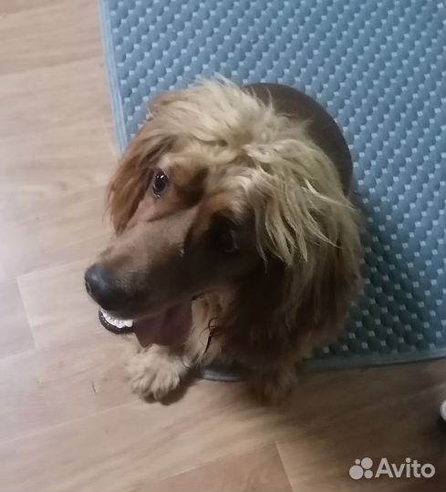 Кокер спаниель