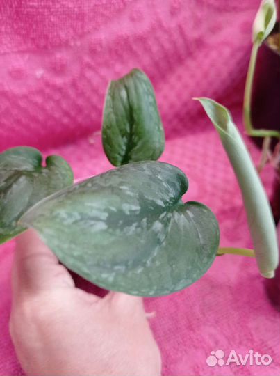 Сциндапсус snack scale