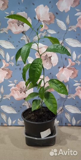 Мандариновое дерево