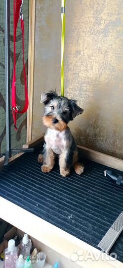 Стрижка ваших питомцев