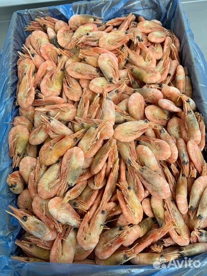 Креветки северные 120+