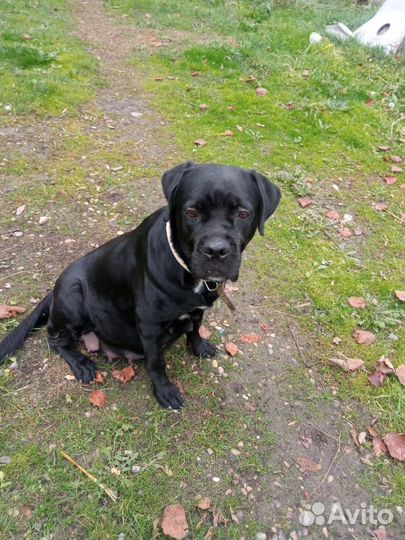 Щенки кане корсо