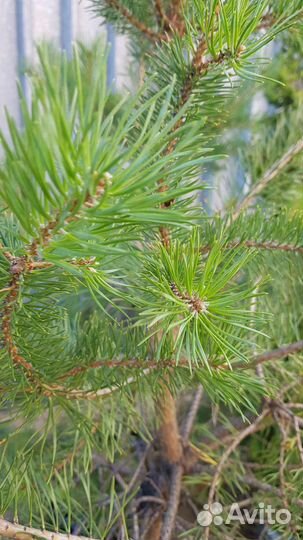 Сосна обыкновенная