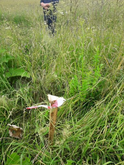 Участок 18,5 сот. (ИЖС)