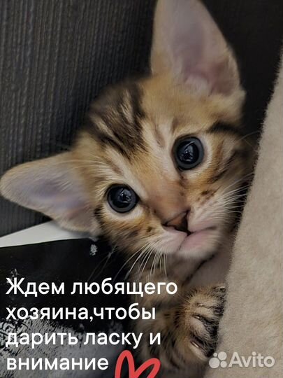 Бенгальская леопардовая кошка