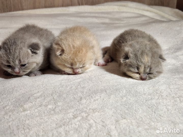 Британская плюшечка