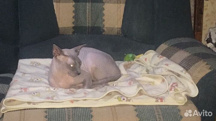 Передержка кошек на дому, у нас как дома