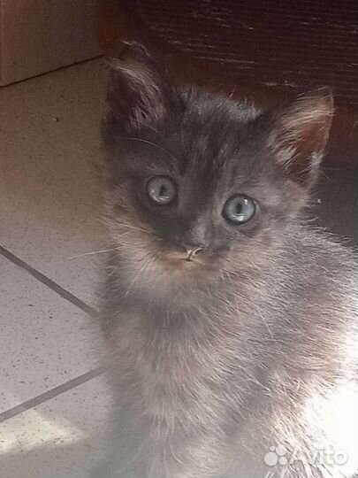 Две девчушки в самые добрые руки