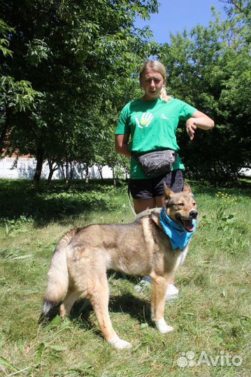 Пес Степка ищет самый лучший дом