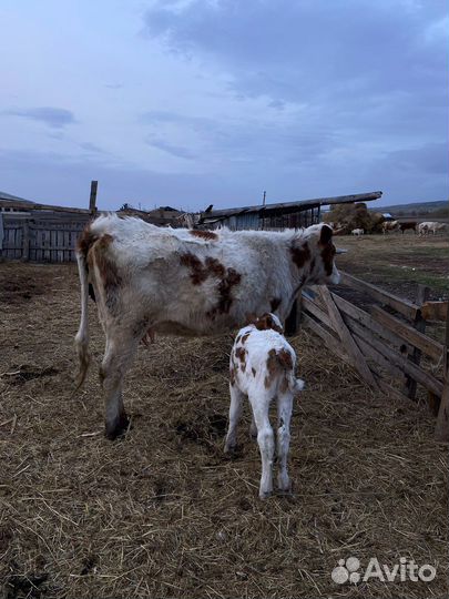 Телка с телёнком