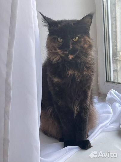 Кошка Герда в добрые руки