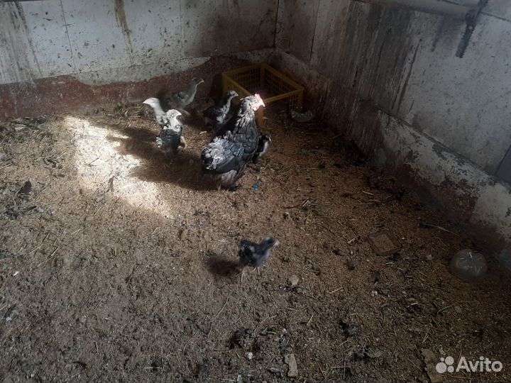Продам курицу с цыплята,курица 1 +6 цыплят