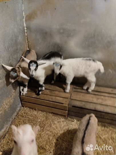 Козлики ламанча и альпийские