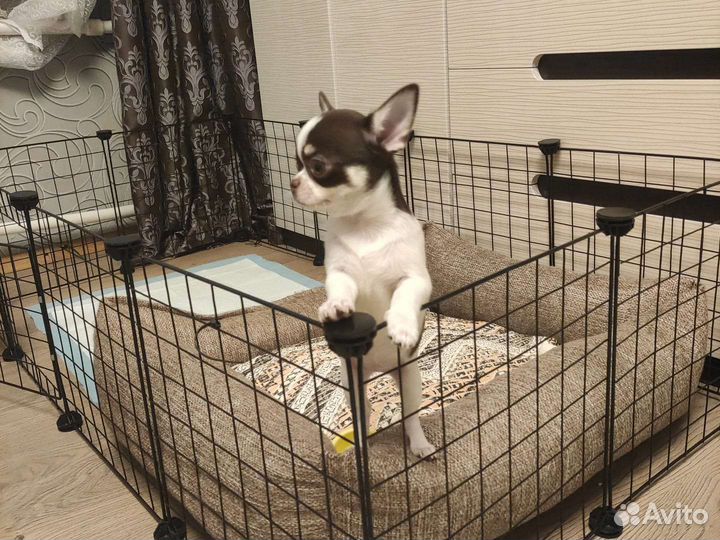 Щенки чихуахуа