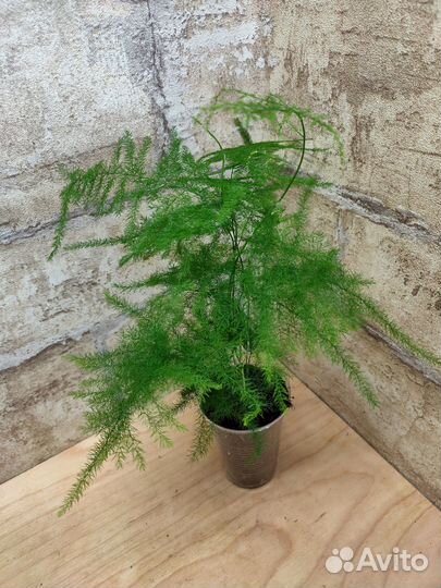 Аспарагусы 3 сорта