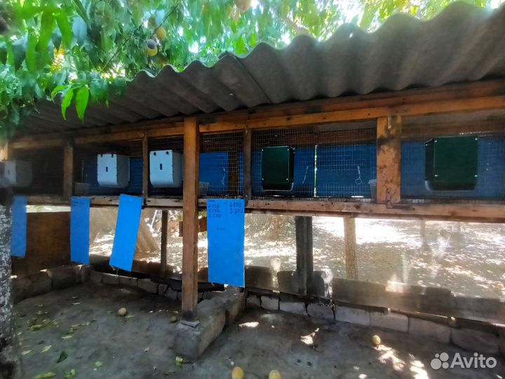 Клетка для кролика