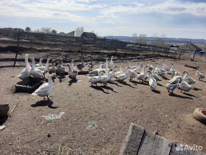 Инкубационное яйцо гусей