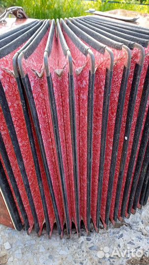 Гармонь чайка 2