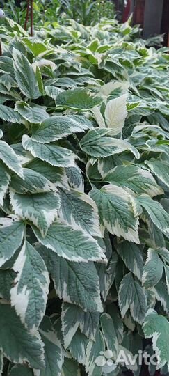 Сныть пестролистная декоративная