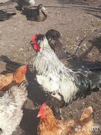 Продам молодого петуха