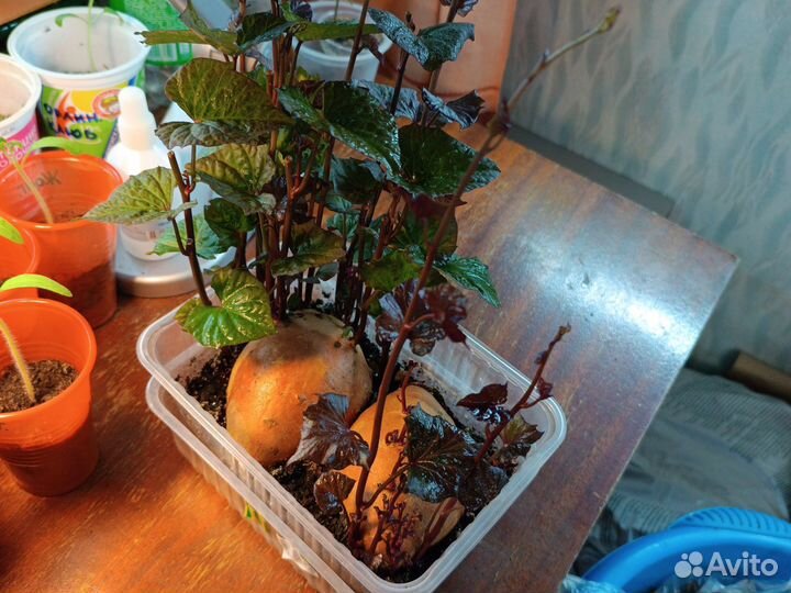 Батат рассада