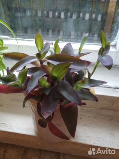 Комнатные растения