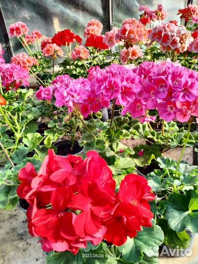 Пеларгония герань в огромном ассортименте