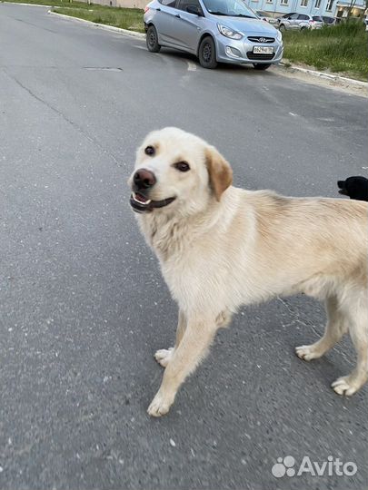 Собака в добрые руки