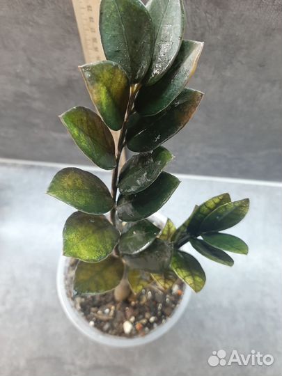 Замиокулькас вариегатный green on green