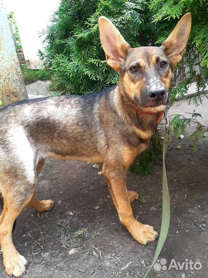 Собака в добрые руки отдам бесплатно