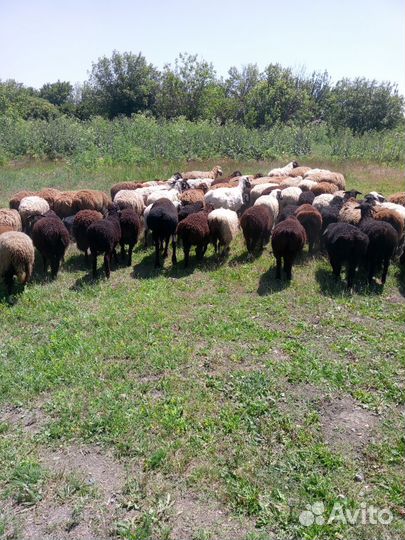 Продам баранов
