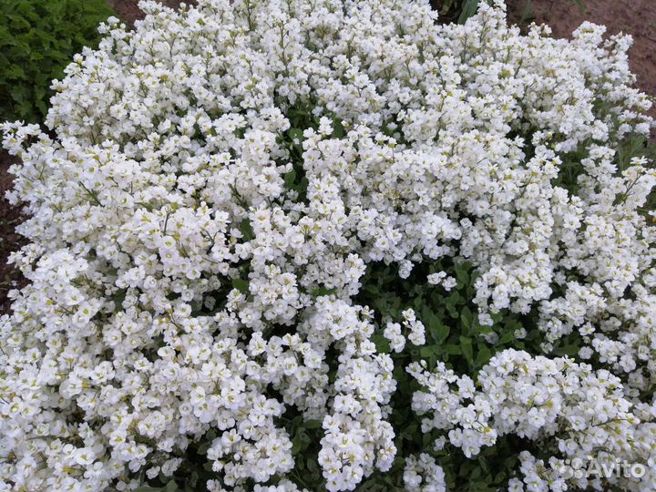 Многолетние цветы