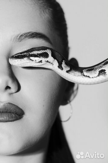 Живые змеи для фотосессии