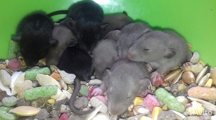 Крысята Дамбо (голубые и чёрные бриллиантики крысы