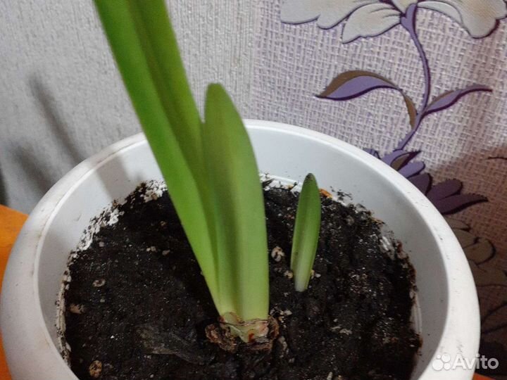 Гиппиаструм