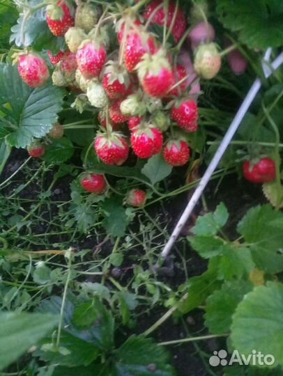 Земклуника Пенелопа