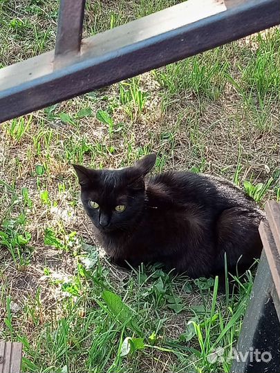 Кошка в дар