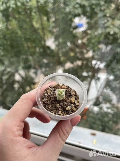 Суккуленты обновлено 20.09