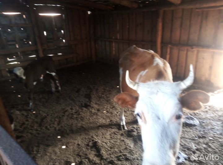 Продам корову с теленком