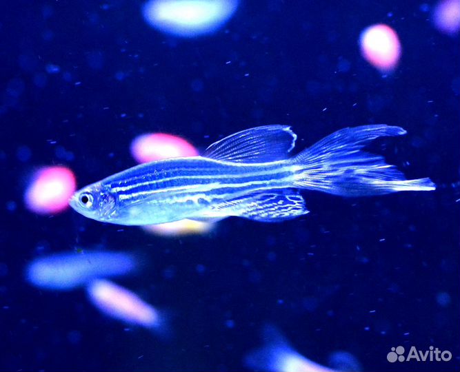 Данио глофиш