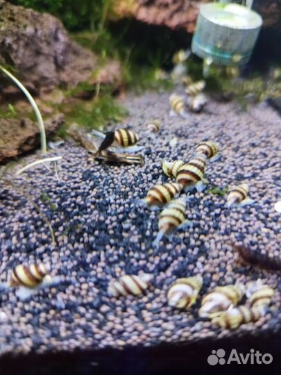 Улитка хелена