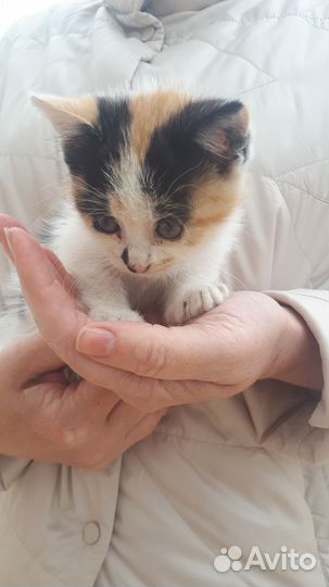 Маленький котенок