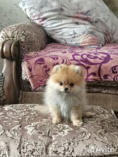 Собаки щенки шпиц